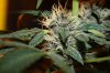 blackdragon-budshot3.jpg