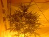 critical mass auto 002.jpg