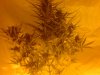 critical mass auto 003.jpg