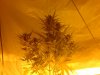 critical mass auto 004.jpg