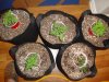 DSC00663.jpg