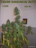 beltram16 cream mandarine auto - sweet seeds345 (2).jpg
