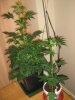 day38_13-small.jpg
