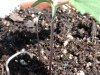 Outdoor sprout support.jpg