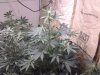 10245294_686772971384074_6503145527821306186_close up white widow 1.jpg