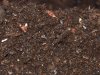New Soil ready 2 cook.jpg