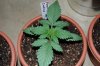 Phantom Cookies Reg 2.jpg