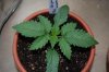 Phantom Cookies reg 1.jpg
