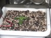 Grow Cabinet-Day 7&8 006.jpg