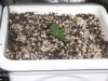 Grow Cabinet-Day 7&8 007.jpg