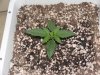 Day 8 White Widow Ministry of Cannabis 001.jpg