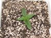 Day 8 White Widow Ministry of Cannabis 002.jpg