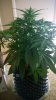 WP_20140414_10_16_14_Pro.jpg
