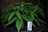Indoor garden pics 013.jpg