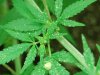 Indoor garden pics 025.jpg