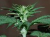 Indoor garden pics 016.jpg