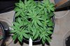Indoor garden pics 008.jpg
