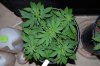 Indoor garden pics 007.jpg