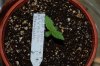 Indoor garden pics 005.jpg