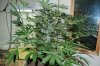 Indoor garden pics 021.jpg