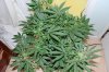 Indoor garden pics 020.jpg