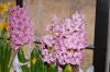 Indoor garden pics 019.jpg