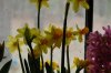 Indoor garden pics 018.jpg