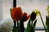 Indoor garden pics 017.jpg