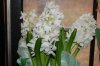 Indoor garden pics 015.jpg