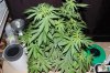 Indoor garden pics 027.jpg
