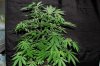 Indoor garden pics 026.jpg
