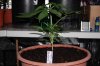 Indoor garden pics 039.jpg