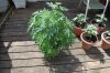 Indoor garden pics 047.jpg