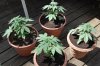 Indoor garden pics 046.jpg
