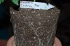 Indoor garden pics 043.jpg