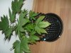 P1020123.jpg