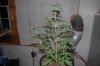Indoor garden pics 059.jpg