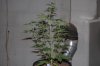 Indoor garden pics 058.jpg