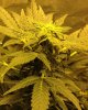 Marys Bud day 52.jpg Marys Bud day 52.jpg