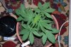 Indoor garden pics 074.jpg