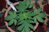 Indoor garden pics 073.jpg