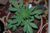 Indoor garden pics 071.jpg