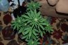 Indoor garden pics 069.jpg