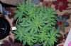 Indoor garden pics 064.jpg