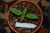 Indoor garden pics 063.jpg