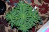 Indoor garden pics 062.jpg