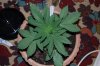 Indoor garden pics 072.jpg