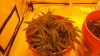 SURFBOARD - WIN_20140418_190213.jpg