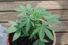 Indoor garden pics 079.jpg