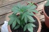 Indoor garden pics 080.jpg